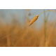 Farine BIO Petit-Epeautre intégrale