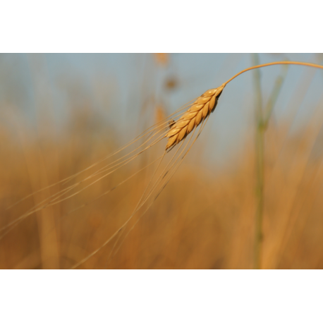 Farine BIO Petit-Epeautre intégrale
