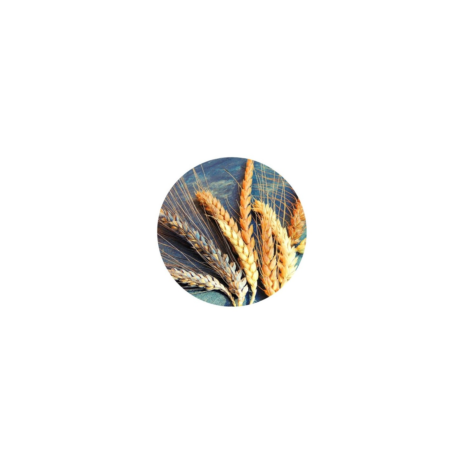 BIO Eenkoornbloem T80