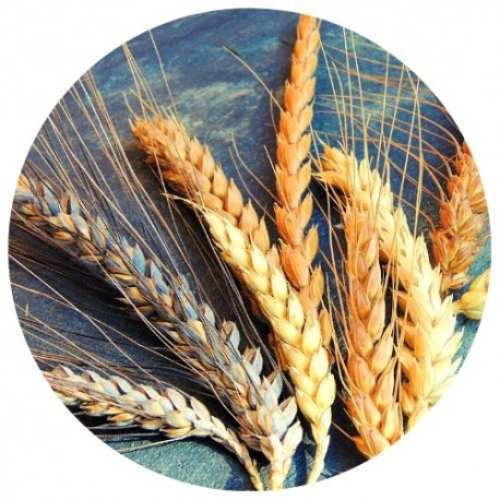 Farine BIO Petit-Epeautre T80